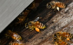 honey bee farm 0079 20aug24