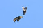 giant swallowtail papilio cresphontes farm 0143 20aug24