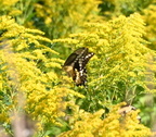 giant swallowtail papilio cresphontes farm 0139 20aug24