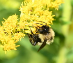 bumble bee bombus impatiens farm 0136 20aug24