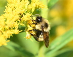 bumble bee bombus impatiens farm 0134 20aug24