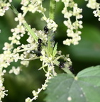 ants aphids stinging nettle farm 0098 20aug24