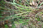 wood bluegrass poa nemoralis farm 0106 20aug24