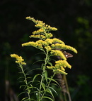 tall goldenrod solidago gigantea farm 0125 20aug24