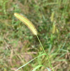 yellow foxtail setaria pumila farm  0150 20aug24