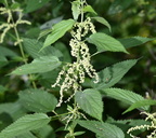 stinging nettle urtica dioica farm 0098 20aug24