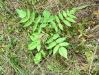 smooth sumac rhus glabra farm 0149 20aug24