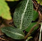 rattlesnake plantain goodyera pubescens farm 0086 20aug24