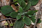 plantain pussy toes antennaria plantaginifolia farm 0108 20aug24