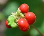 ginseng panax quinquefolius seeds farm 0084 20aug24