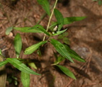 ladys thumb polygonum persicaria farm 0152 20aug24