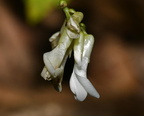 hog-peanut amphicarpaea bracteata farm 0111 20aug24