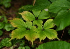 ginseng panax quinquefolius farm 0081 20aug24