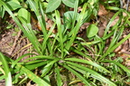 european woodland sedge carex sylvatica farm 0080 20aug24