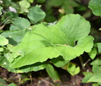 burdock arctium nemorosum farm 0099 20aug24