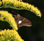 silver-spotted skipper epargyreus clarus farm 0126 20aug24