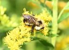 bumble bee bombus impatiens farm 0131 20aug24