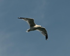 bonapartes gull chroicocephalus philadelphia grant park 0175 22aug24