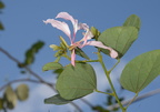 orchid tree bauhinia purpurea sirmata cuyapo nueva ecija 0531 3feb24