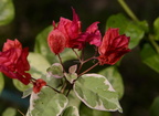 great bougainvillea bougainvillea spectabilis sirmata cuyapo nueva ecija 0530 3feb24