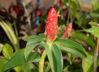 insulin plant costus spiralis sirmata cuyapo nueva ecija 0605 3feb24