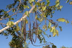 golden shower tree cassia fistula sirmata cuyapo nueva ecija 0549 3feb24