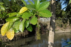 golden chain lophanthera lactescens sirmata cuyapo nueva ecija 0611 3feb24