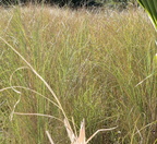 fodder cane saccharum spontaneum sirmata cuyapo nueva ecija 0488 3feb24