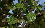 fiddle fig ficus lyrata sirmata cuyapo nueva ecija 0600 3feb24