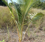 coconut palm cocos nucifera sirmata cuyapo nueva ecija 0489 3feb24