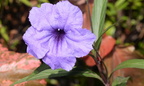 mexican petunia ruellia simplex sirmata cuyapo nueva ecija 0712 4feb24