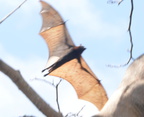 fox bat acerodon jubatus cubi point 0976 5feb24