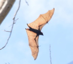 fox bat acerodon jubatus cubi point 0978 5feb24