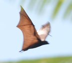 fox bat acerodon jubatus cubi point 0945 5feb24