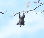 fox bat acerodon jubatus cubi point 0889 5feb24