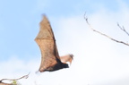 fox bat acerodon jubatus cubi point 0874 5feb24