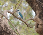 collared kingfisher todiramphus chloris cubi point 0795 5feb24