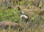 unknown duck tayug eco park santa maria pangasinan 1264 7feb24