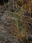 themeda gigantea malico pangasinan 1185 7feb24