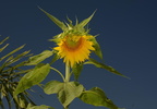 sunflower tayug eco park santa maria pangasinan 1199 7feb24