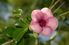 purple allamanda allamanda blanchetii tayug eco park santa maria pangasinan 1306 7feb24