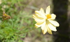 orange cosmos cosmos sulphureus tayug eco park santa maria pangasinan 1286 7feb24