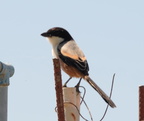 long tailed shrike lanius schach tayug eco park santa maria pangasinan 1259 7feb24