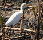 intermediate egret egretta intermedia tayug eco park santa maria pangasinan 1320 7feb24