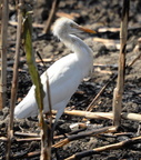 intermediate egret egretta intermedia tayug eco park santa maria pangasinan 1318 7feb24