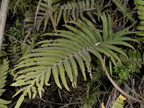 giant sword fern nephrolepis biserrata malico pangasinan 1089 7feb24