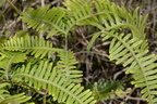 forkedfern dicranopteris linearis malico pangasinan 1092 7feb24