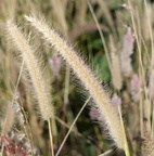 fountaingrass pennisetum setaceum malico pangasinan 1063 7feb24