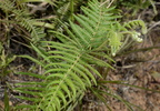 forkedfern dicranopteris linearis malico pangasinan 1091 7feb24