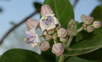 crown flower calotropis gigantea tayug eco park santa maria pangasinan 1281 7feb24